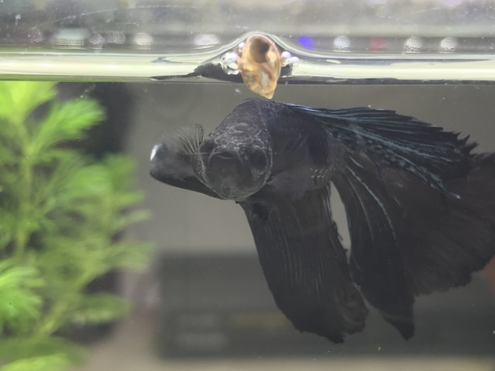 我的鬥魚是不是生病了(附圖)