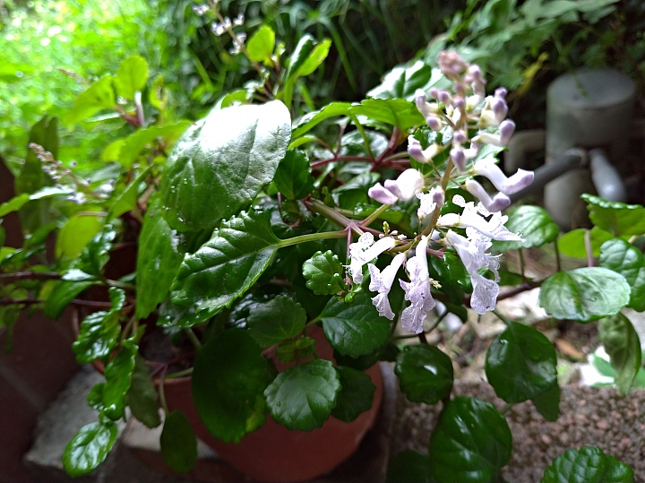 不知名植物開花了