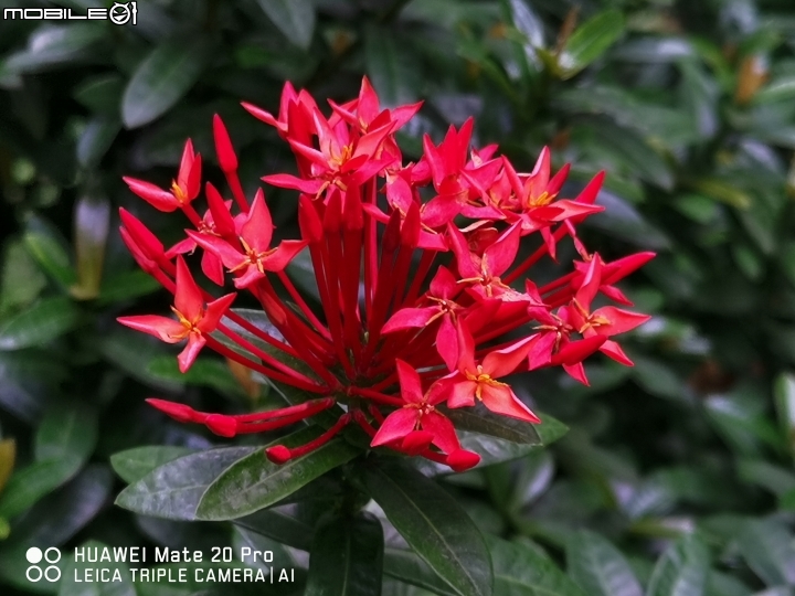 HUAWEI Mate 20 Pro 實拍照片
