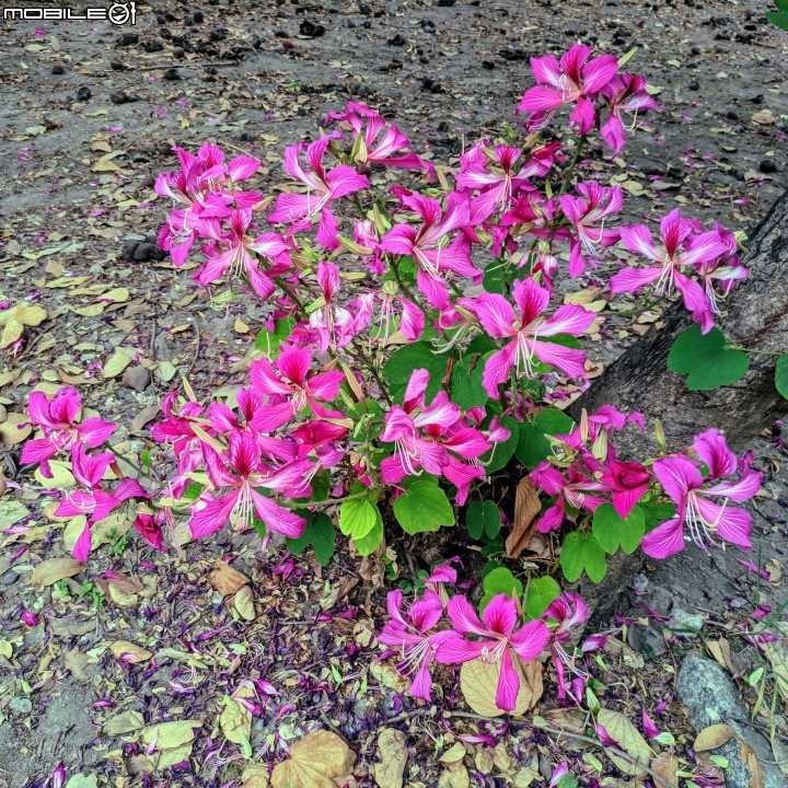 艷紫荊 台南市安平區州平路 11/25
