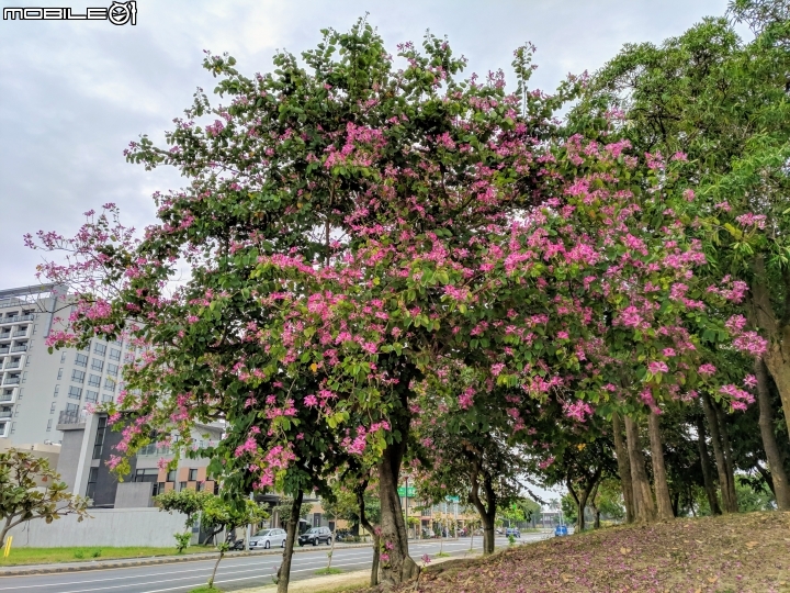 艷紫荊 台南市安平區州平路 11/25