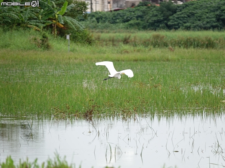 SONY R10IV — 讓專業攝影簡單走入生活 —《SonyRX10IV飛羽攝影大賽》試用活動心得分享