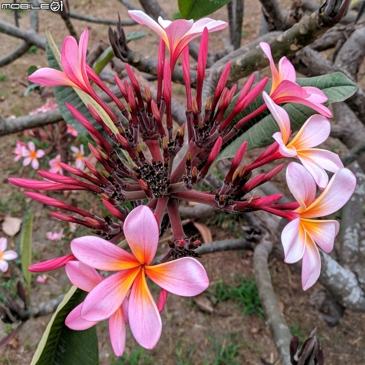 水黃皮+緬梔+艷紫荊 台南市安平區林默娘公園 11/25