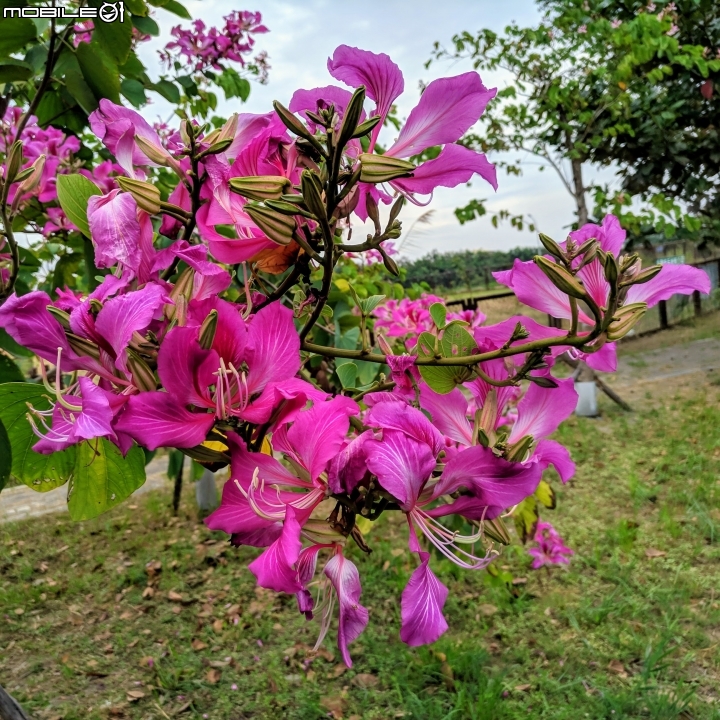 艷紫荊 台南市安平區州平路 11/25