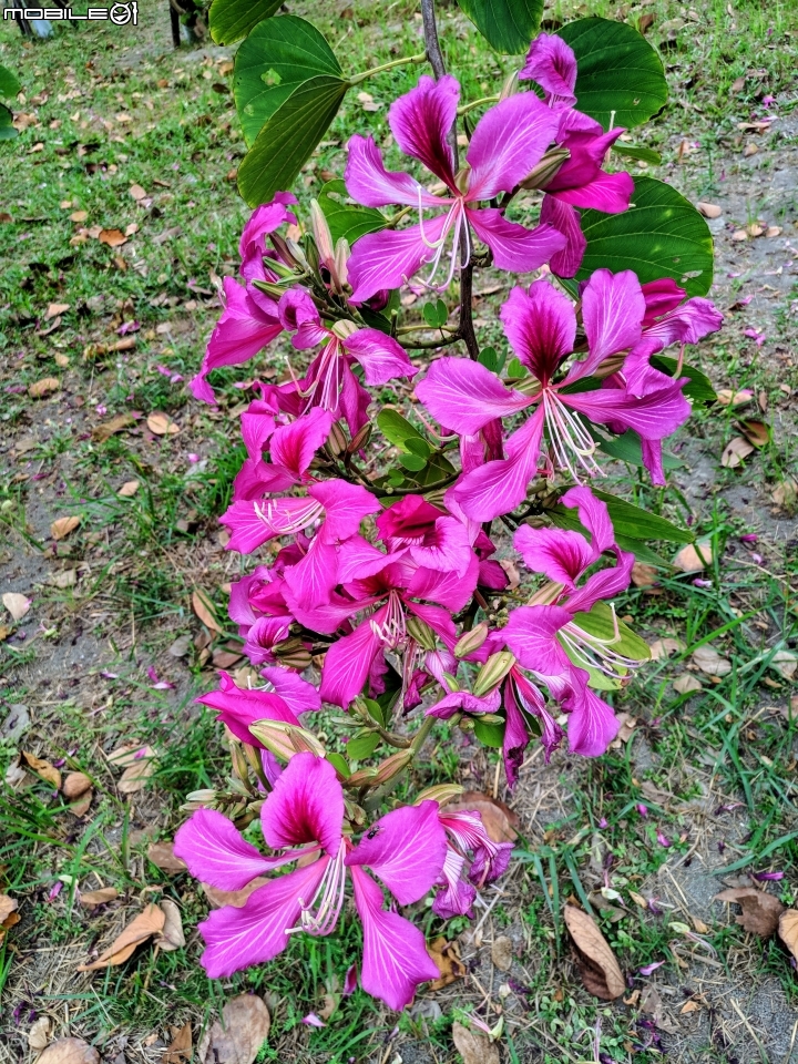 艷紫荊 台南市安平區州平路 11/25