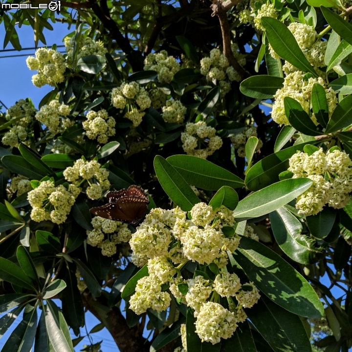 黑板樹 台南市學甲區山寮 11/03