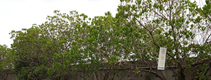 探險台版亞馬遜河