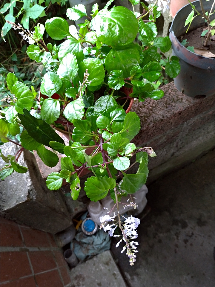 不知名植物開花了