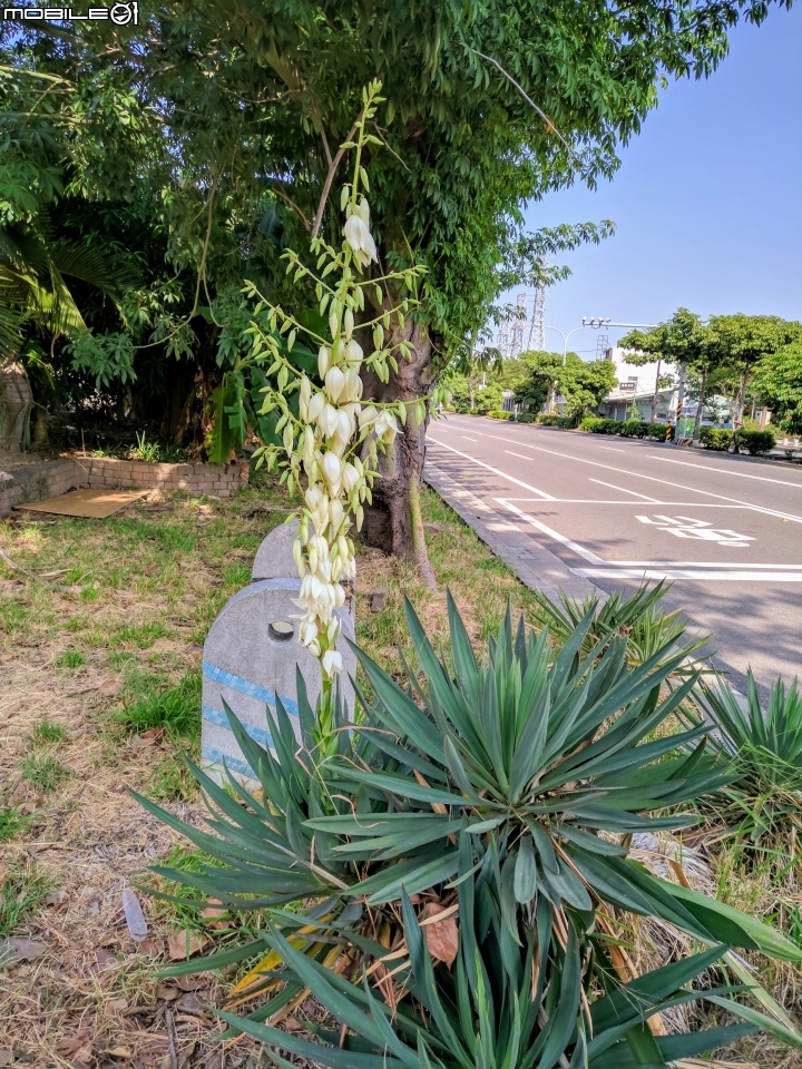 刺葉王蘭 台南市北區中華北路一段 11/04