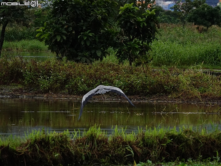 SONY R10IV — 讓專業攝影簡單走入生活 —《SonyRX10IV飛羽攝影大賽》試用活動心得分享