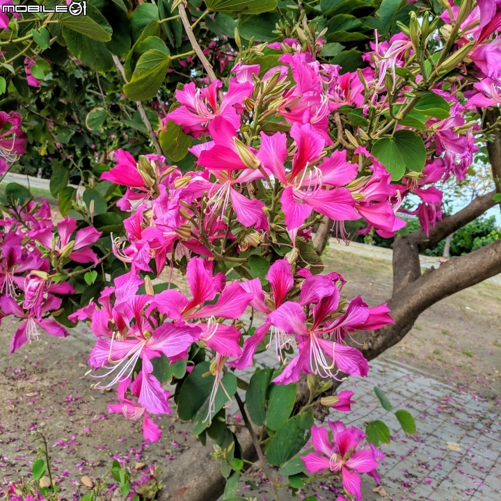 水黃皮+緬梔+艷紫荊 台南市安平區林默娘公園 11/25