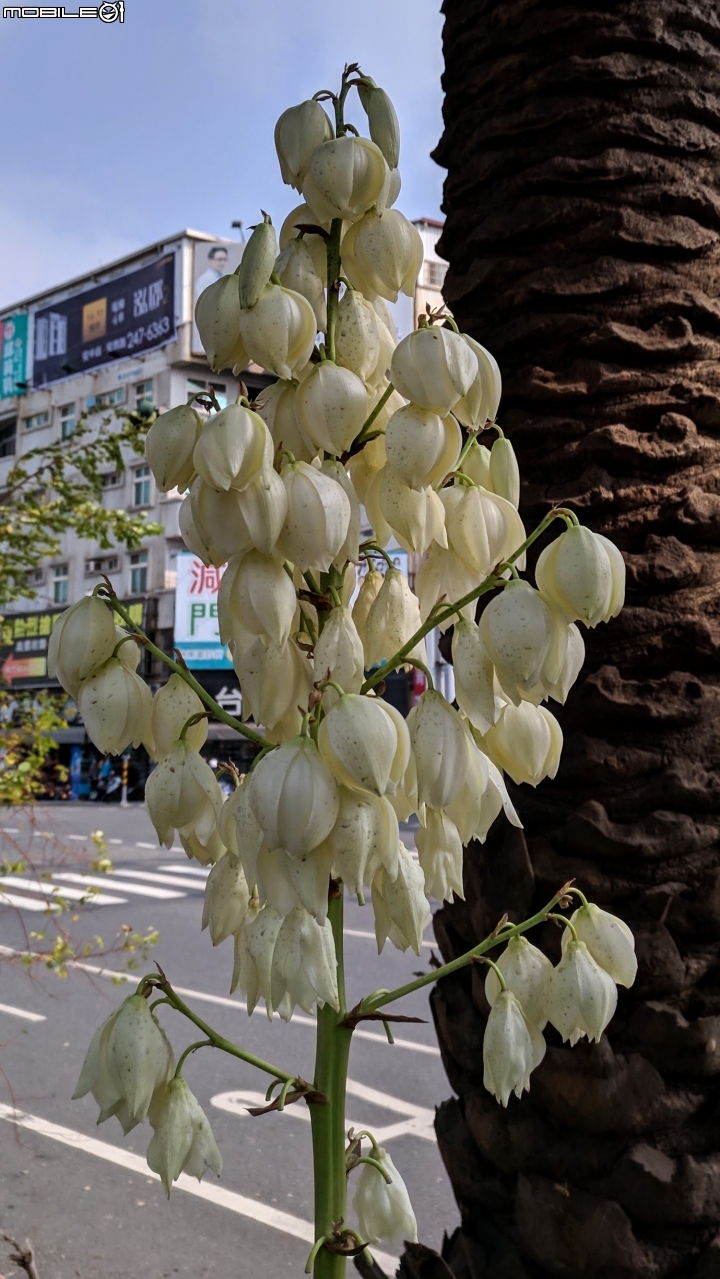 刺葉王蘭 台南市北區中華北路一段 11/04