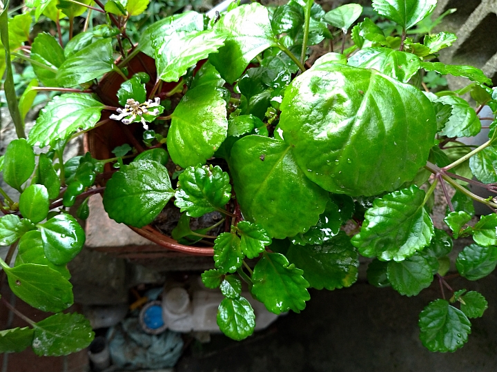 不知名植物開花了