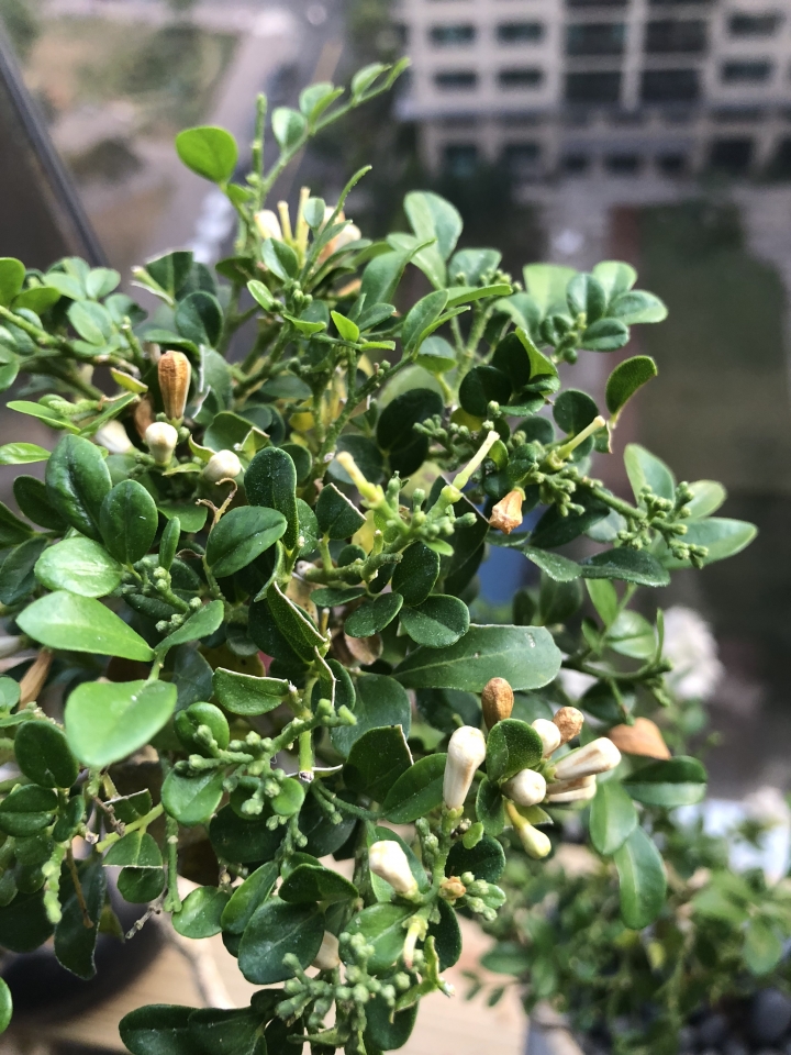 我的七里香花苞枯萎