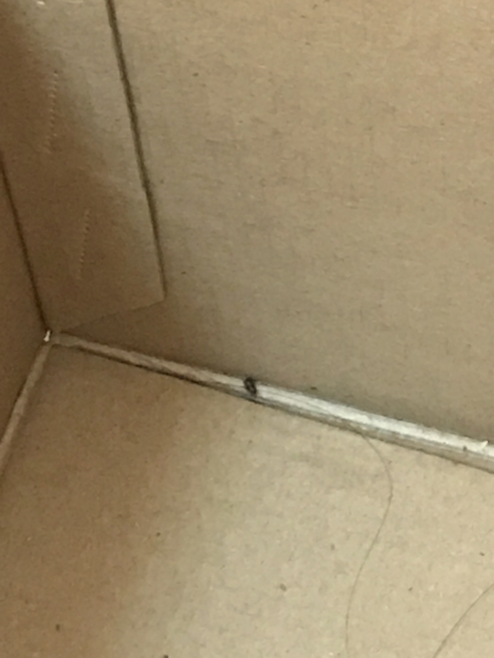 請問是什麼蟲？