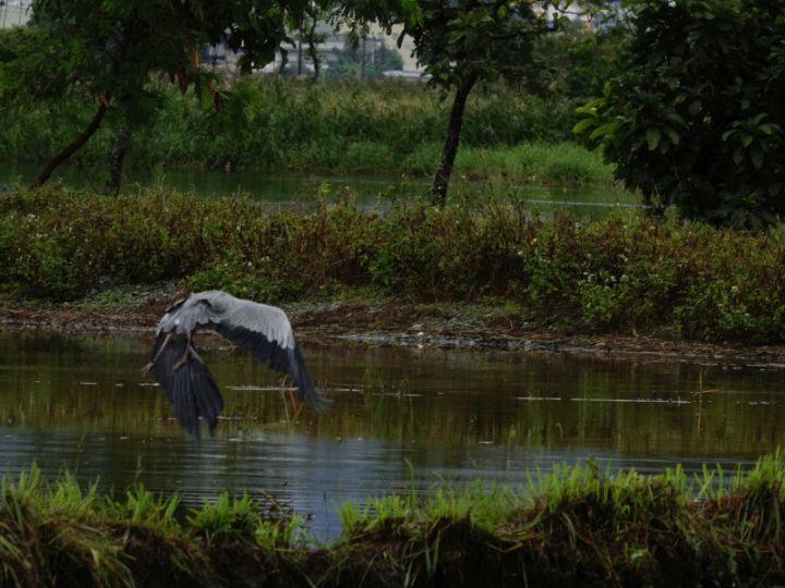 SONY R10IV — 讓專業攝影簡單走入生活 —《SonyRX10IV飛羽攝影大賽》試用活動心得分享