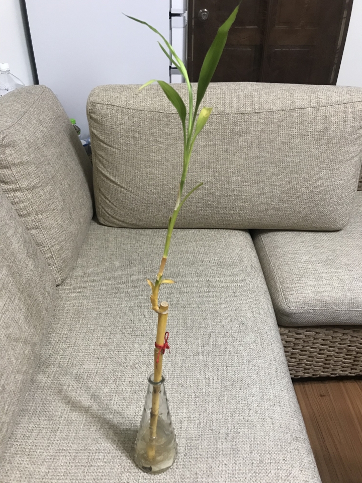 開運竹發黃求救