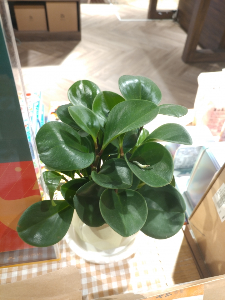 詢問植物名稱