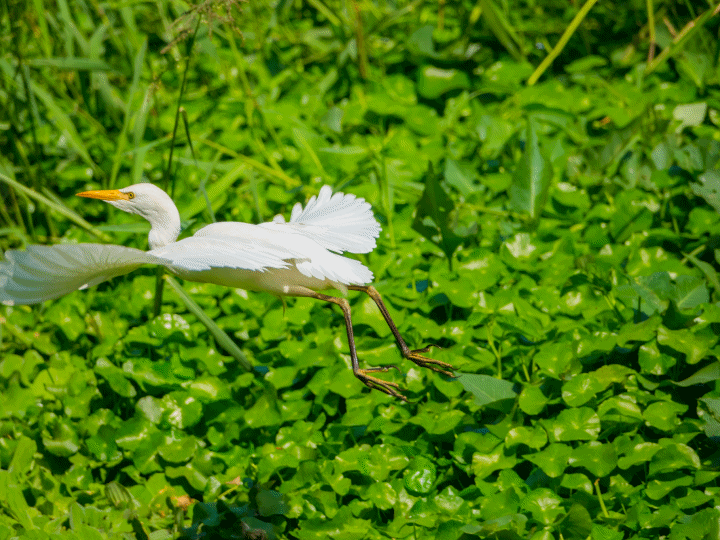 點我看大圖 小兵立大功。渾然天成的小鋼砲 Sony RX10 Mark IV