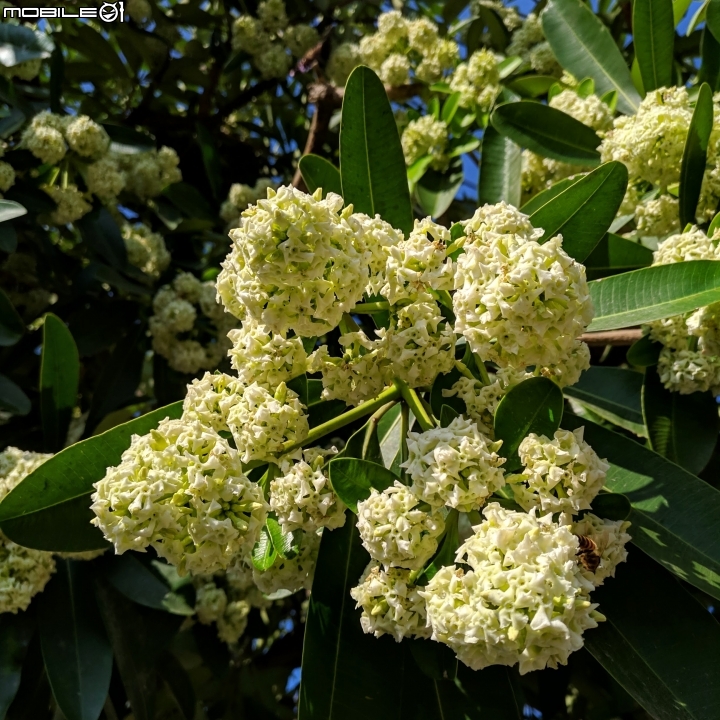 黑板樹 台南市學甲區山寮 11/03