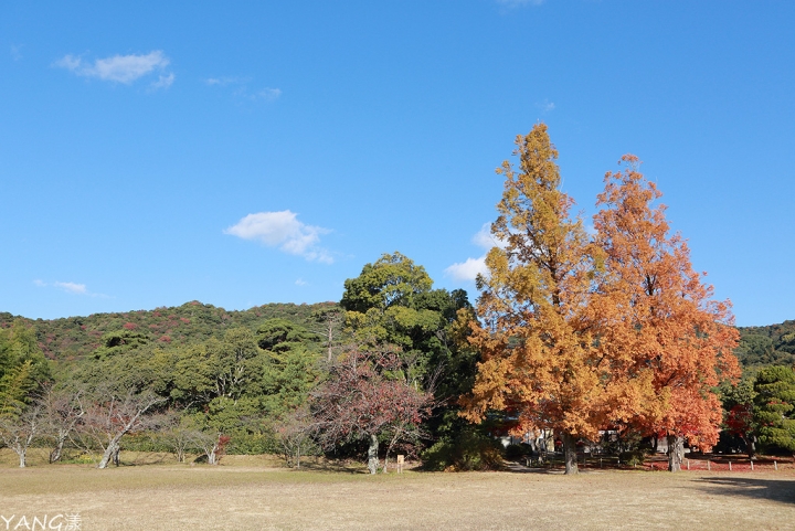 【山口】防府天滿宮、毛利氏庭園散策賞紅葉