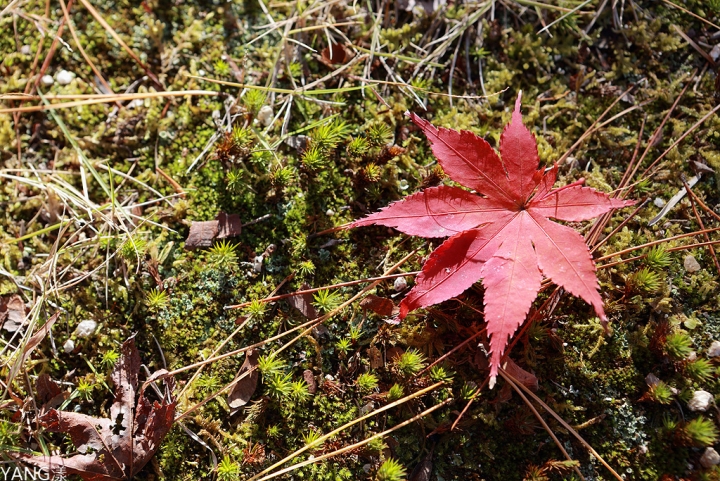 【山口】防府天滿宮、毛利氏庭園散策賞紅葉