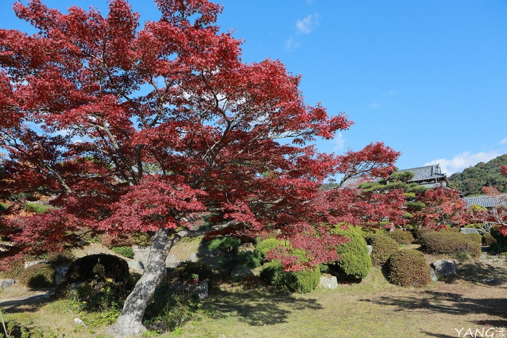 【山口】防府天滿宮、毛利氏庭園散策賞紅葉