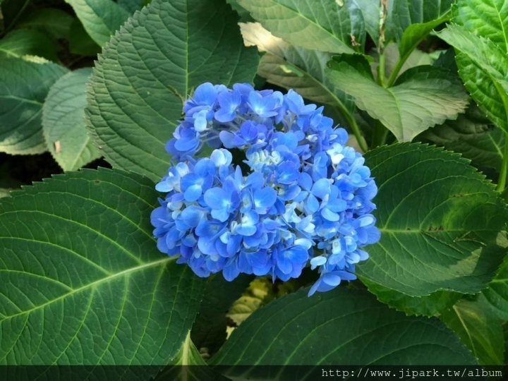 薰衣草森林