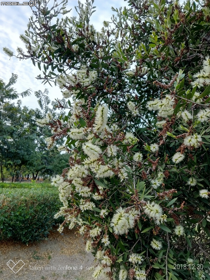 紅色台灣五葉松 嘉義市東區香湖公園獅子林 12/30