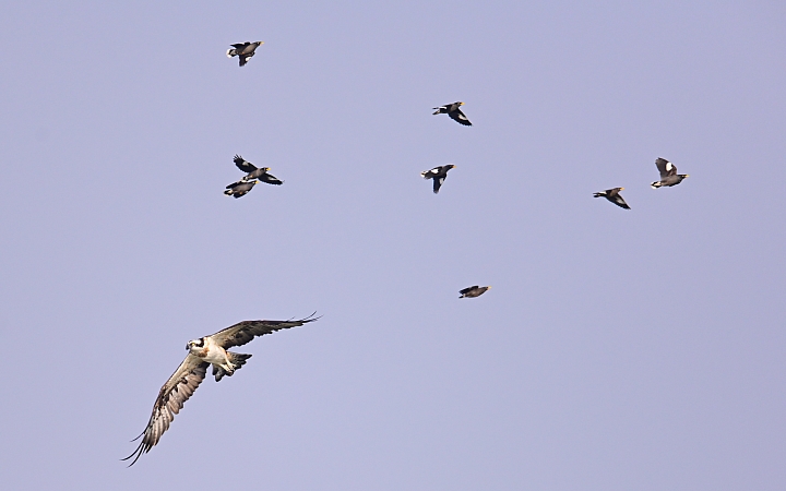 (補充:蒼鷺更霸)大鵬灣魚鷹抓魚受到洋燕及八哥干擾，尤其是八哥，真是白目一族。