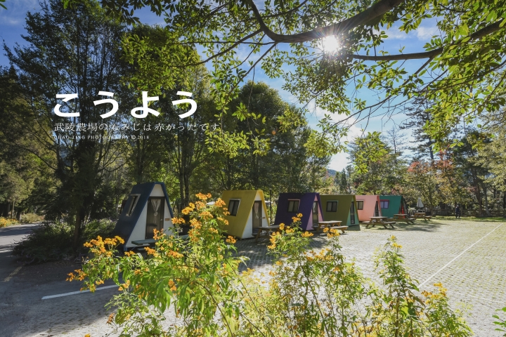 【NIKON Z6】楓之武陵（同場加映Z50/F1.8S日常隨拍）