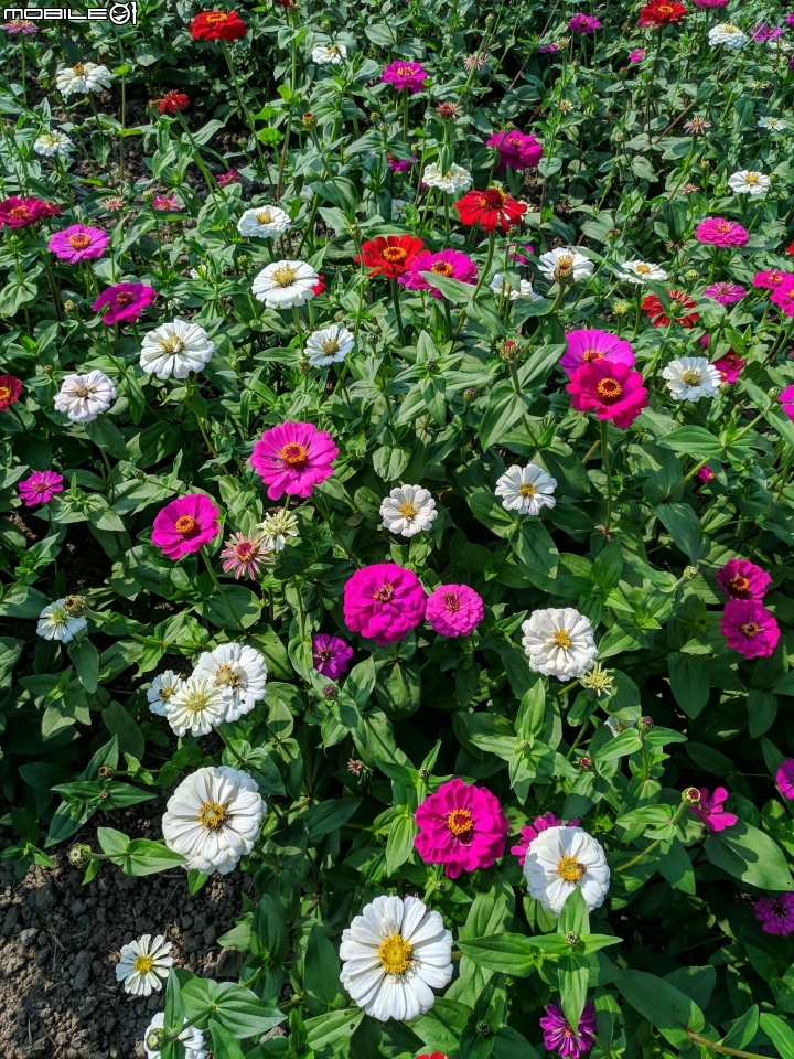 羽狀雞冠花+花海 嘉義市西區市玉山路花海 12/15