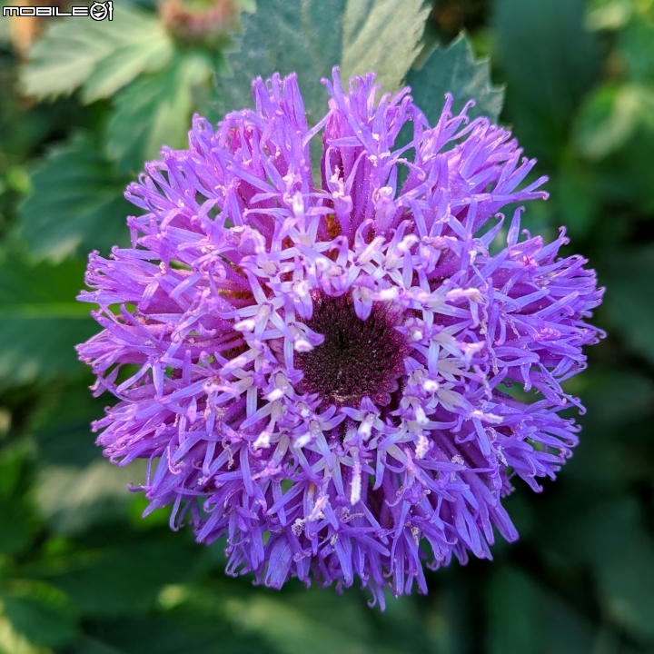 艷紫荊 台南市東區巴克禮紀念公園 12/02