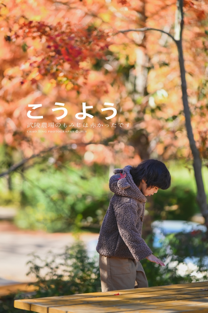 【NIKON Z6】楓之武陵（同場加映Z50/F1.8S日常隨拍）