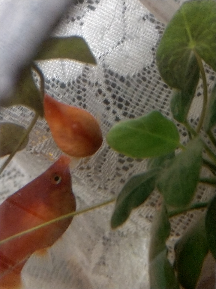 能幫我看看這隻魚是懷孕還是腹水嗎？