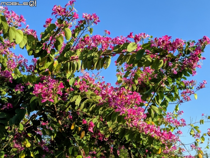 艷紫荊 台南市東區巴克禮紀念公園 12/02