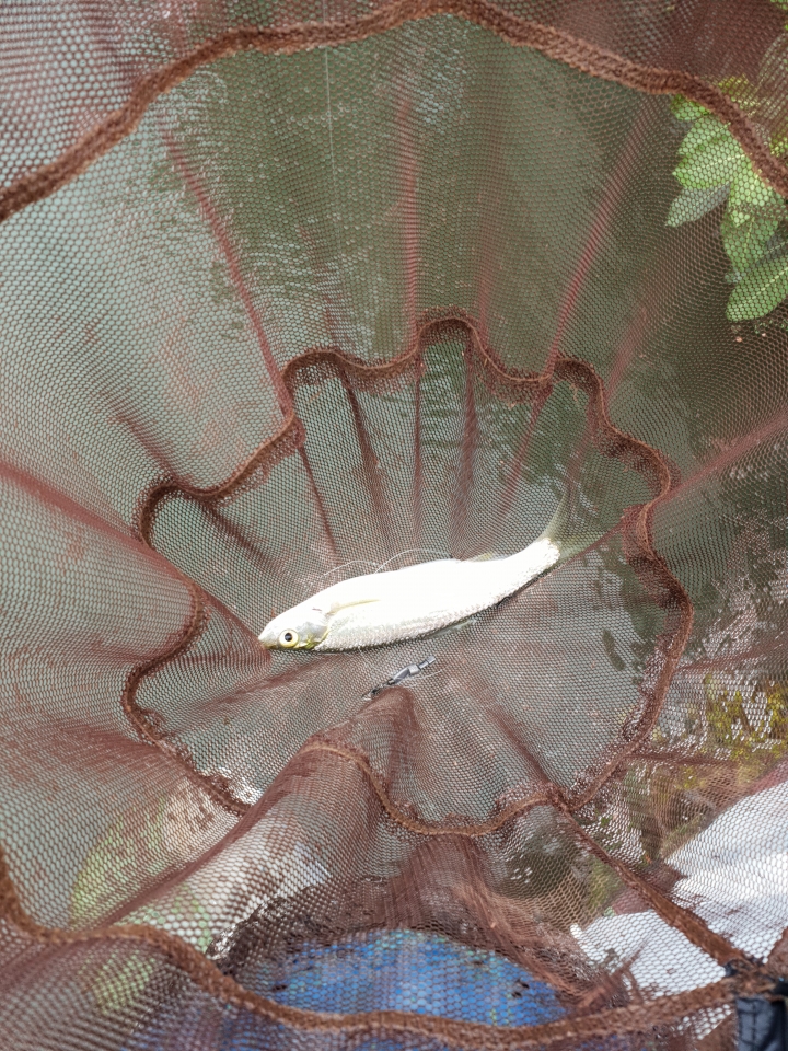 請問這是什麼魚?