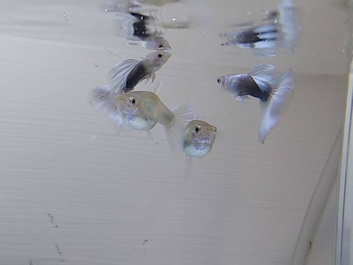 孔雀魚幼魚飼養