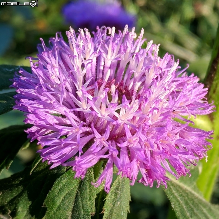 艷紫荊 台南市東區巴克禮紀念公園 12/02