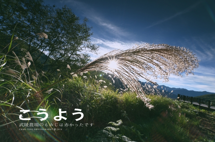 【NIKON Z6】楓之武陵（同場加映Z50/F1.8S日常隨拍）