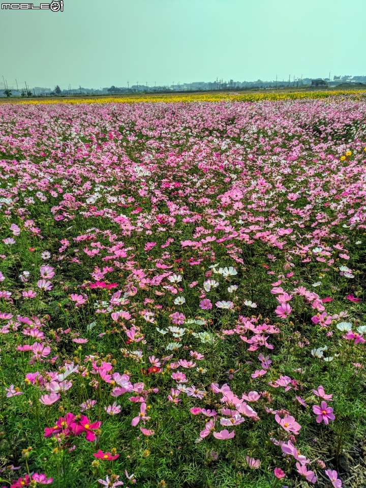 花海 嘉義市西區玉山路頭港里真武宮 12/15