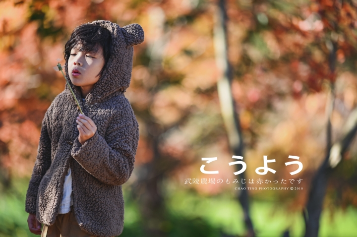 【NIKON Z6】楓之武陵（同場加映Z50/F1.8S日常隨拍）