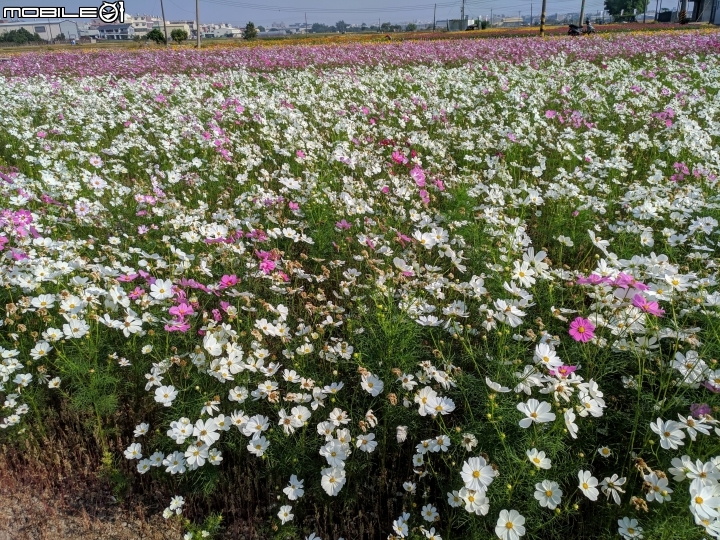 羽狀雞冠花+花海 嘉義市西區市玉山路花海 12/15