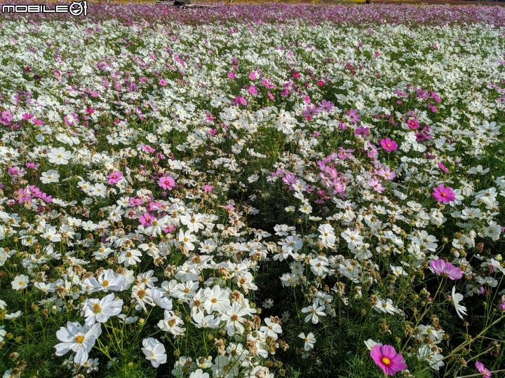 羽狀雞冠花+花海 嘉義市西區市玉山路花海 12/15