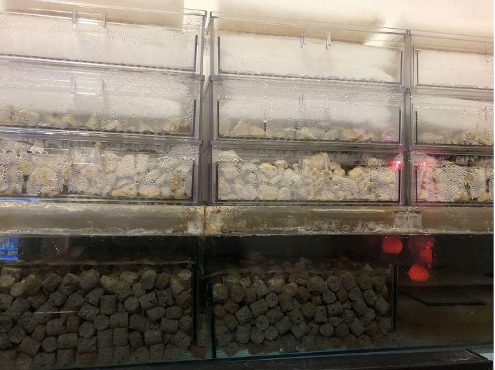魚缸水的顏色一問