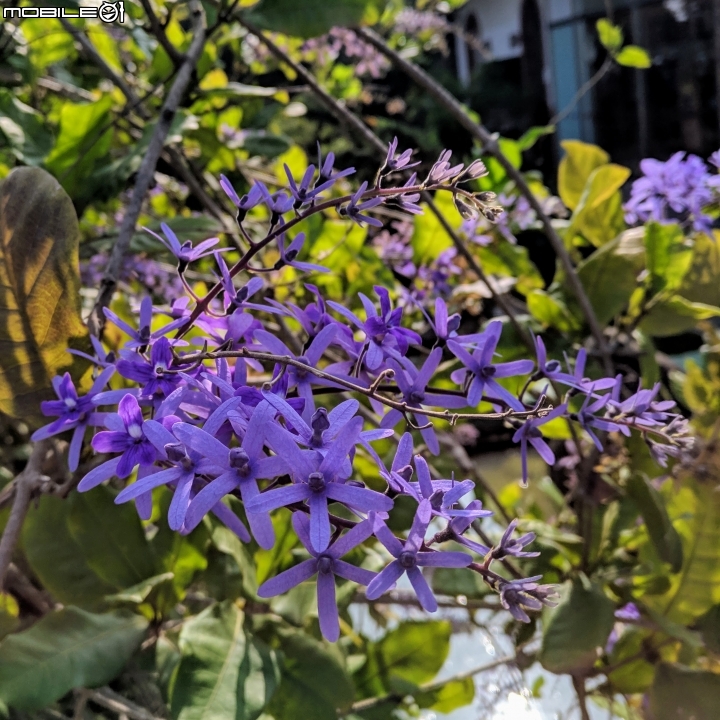 粉撲花+錫葉藤+澤蘭 台南市柳營區太康綠色隧道 12/22