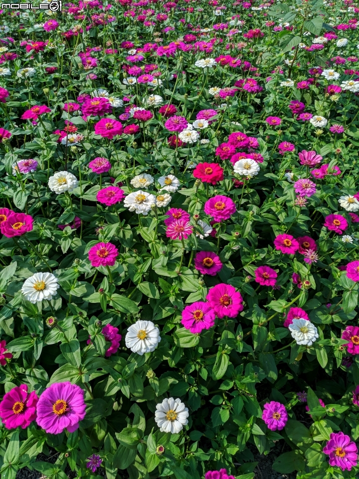羽狀雞冠花+花海 嘉義市西區市玉山路花海 12/15