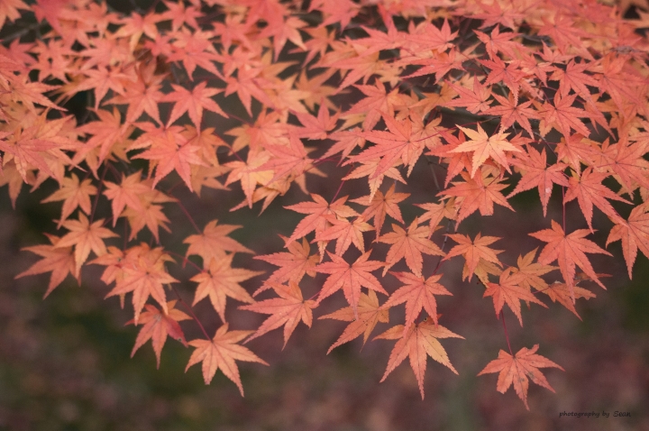 [A57]京都10日蜜月自由行(圖多)