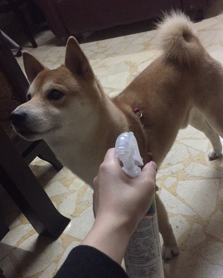 冬天幫毛孩兒除臭清潔小分享
