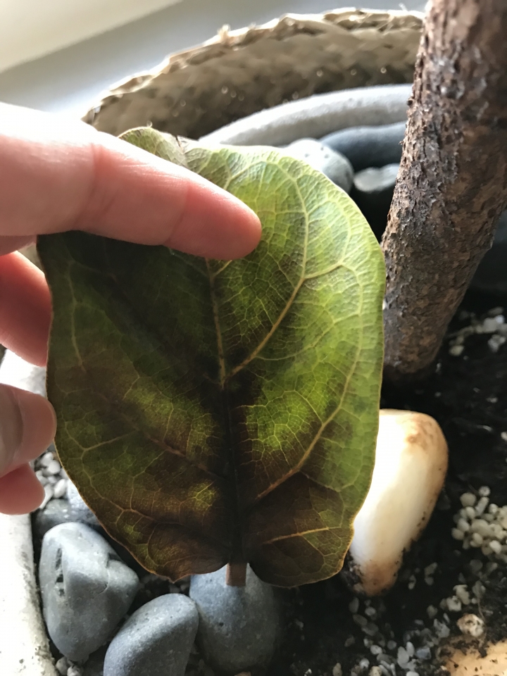 請問這琴葉榕怎麼了
